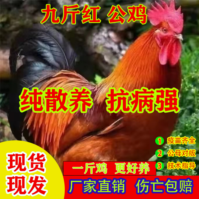 一斤九斤红小鸡活苗脱温小鸡活苗