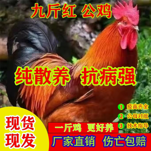 一斤九斤红小鸡活苗脱温小鸡活苗