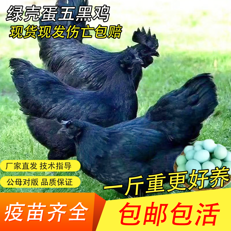 一斤纯种五黑绿壳乌骨鸡绿壳蛋五黑鸡活苗鸡苗神农架乌骨鸡活苗