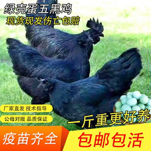 一斤纯种五黑绿壳乌骨鸡绿壳蛋五黑鸡活苗鸡苗神农架乌骨鸡活苗
