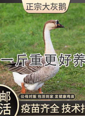一斤纯种特种灰鹅大种四季皖南雁鹅三花鹅正宗灰鹅活苗脱温小鹅苗