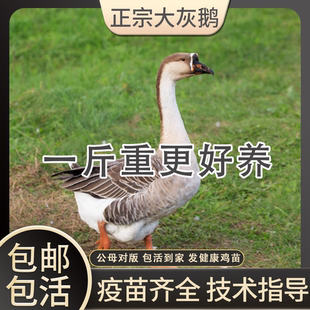 一斤纯种特种灰鹅大种四季皖南雁鹅三花鹅正宗灰鹅活苗脱温小鹅苗