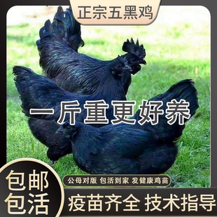 一斤正宗五黑鸡活苗脱温乌骨鸡小鸡活苗农家散养土鸡纯种绿壳蛋鸡