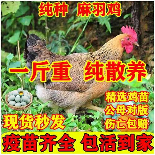 一斤正宗麻羽鸡活苗小鸡活苗土鸡