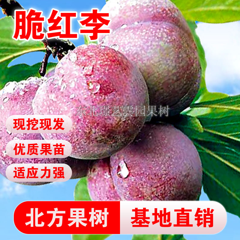 脆红李子树苗嫁接脆李子苗盆栽地栽南北方种植脆红李当年结果李子