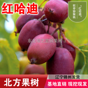 红哈迪软枣猕猴桃苗嫁接爬藤软枣子苗冬天不下架抗寒果树苗软枣子