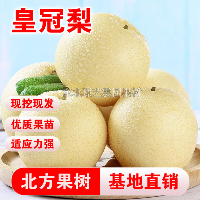 皇冠梨树苗圆黄梨苗嫁接黄金梨果苗早熟脆甜皇冠梨嫁接新品种特大