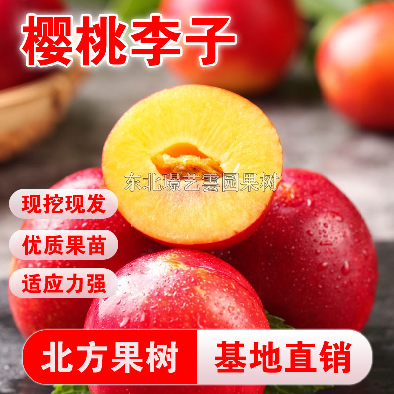 樱桃李子树苗嫁接李子苗盆栽地栽果苗南北方种植当年结果红果李子