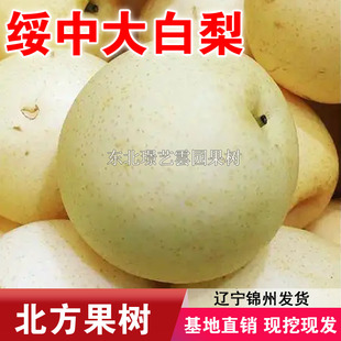 绥中大白梨树苗嫁接大白梨苗南方北方种植盆栽地栽梨果树当年结果