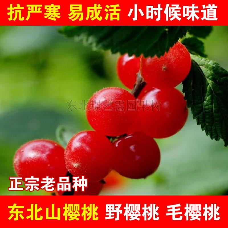 东北小樱桃野生山樱桃树苗矮化毛樱桃苗南方北方盆栽庭院果树果苗