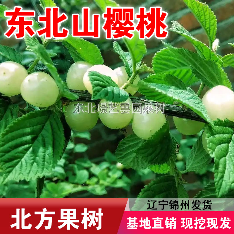 白玉山樱桃苗抗冻耐寒小樱桃苗毛樱桃苗白樱桃苗盆栽地栽当年结果