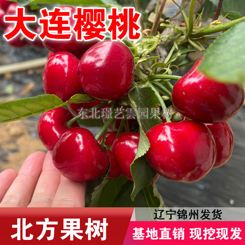 大连樱桃树苗嫁接大连樱桃苗盆栽地栽南北方种植庭院樱桃树结果苗