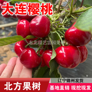 大连樱桃树苗嫁接大连樱桃苗盆栽地栽南北方种植庭院樱桃树结果苗