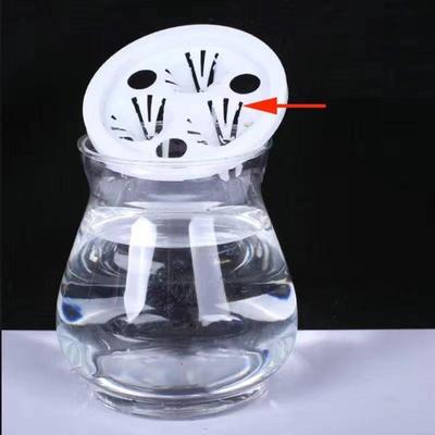 水培观音竹富贵竹竹子专用三孔