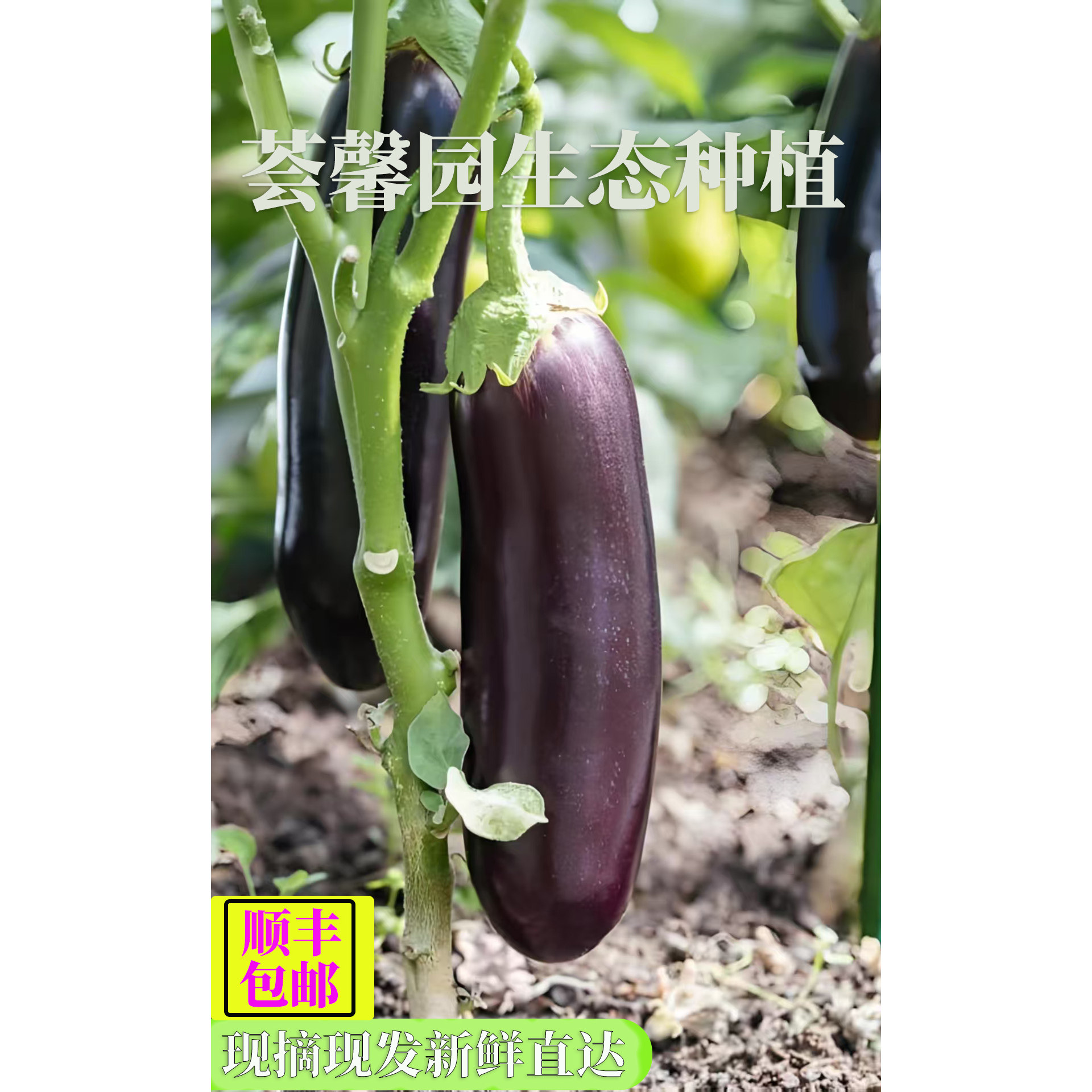 沂蒙荟馨园茄子新鲜采摘熊蜂授粉顺丰包邮