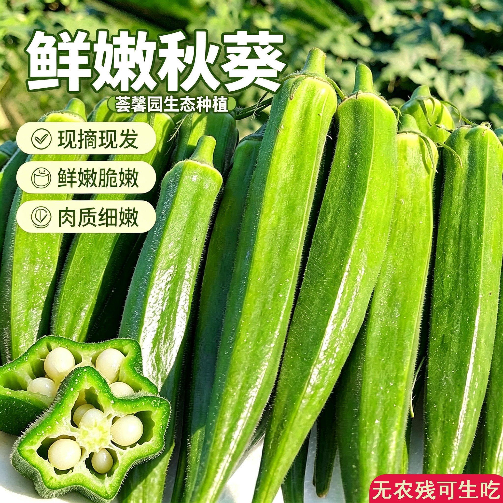 荟馨园露天种植鲜嫩秋葵现摘现发新鲜蔬菜肉质细嫩无农残可生吃