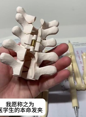人体解剖学颈椎骨骼仿真发夹