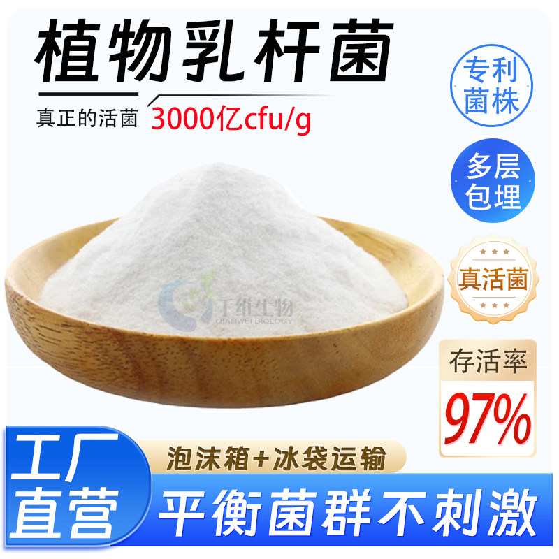 植物乳杆菌3000亿 高含量益生菌食品级乳酸菌酸奶发酵菌 厂家正品