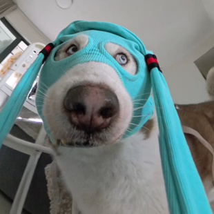 宠物头套搞怪狗狗恶搞绑匪蒙面cos初音未来头套趣味装扮可爱猫咪