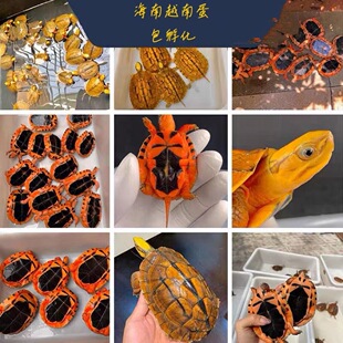 纯种海南金钱龟蛋三线闭壳龟蛋招财镇宅宠物龟越南大米底