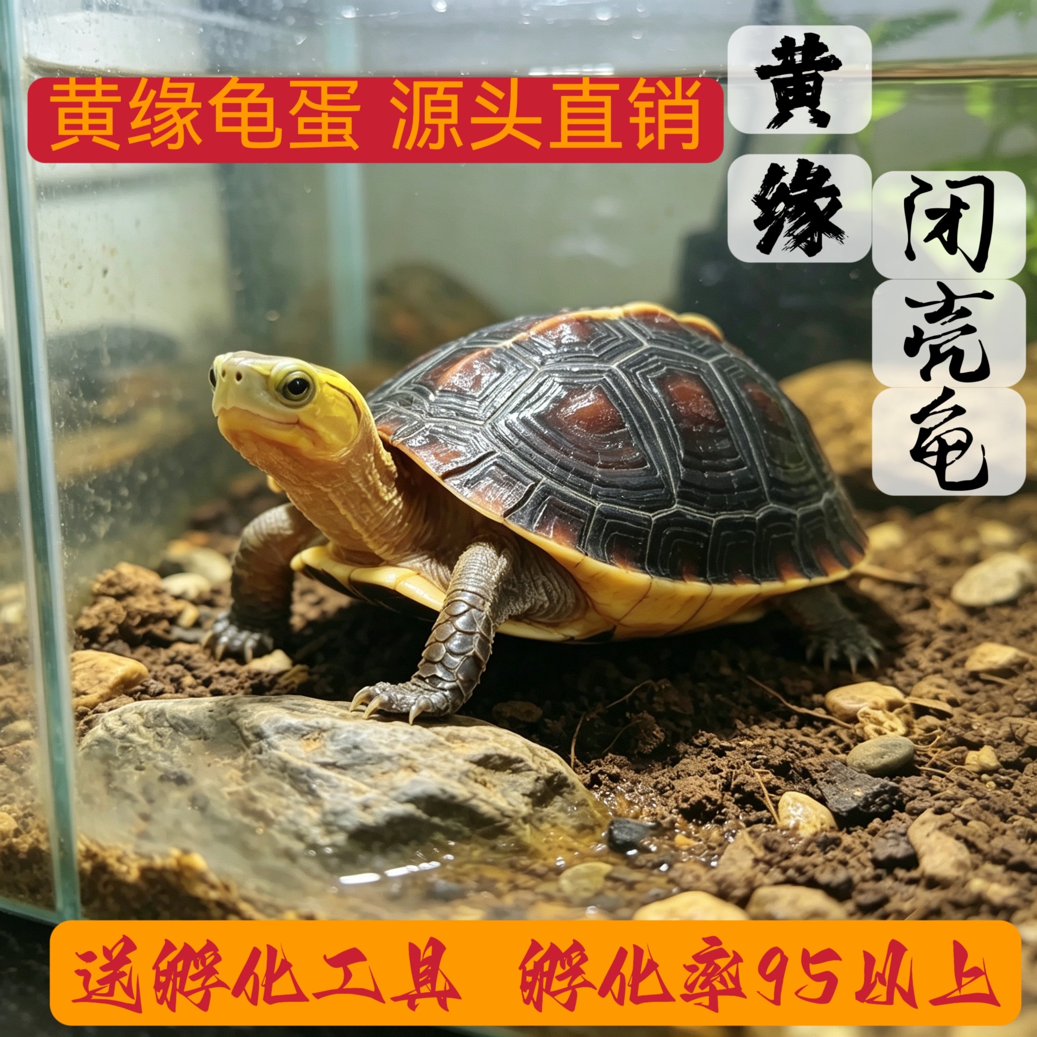 黄缘龟蛋观赏龟蛋招财镇宅高颜值水陆两栖可爱宠物龟蛋