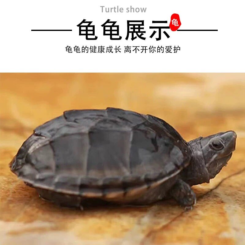 麝香龟蛋宠物养殖繁育孵化受精蛋孵化蛋送孵化工具