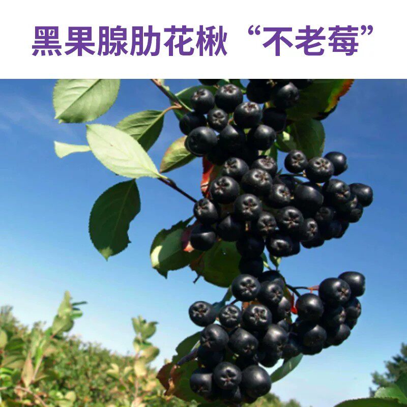 【京都仁恩堂】不老莓多肽片官方正品药房直售不老莓多肽片