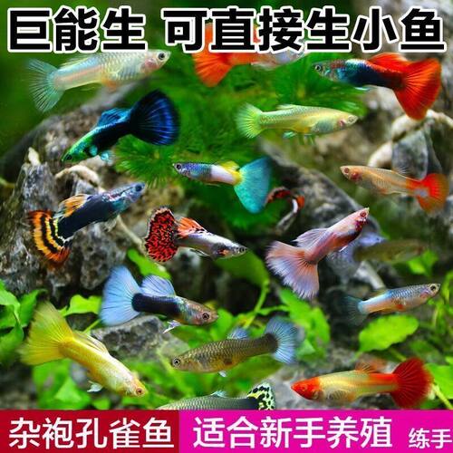 热带小鱼活观赏鱼红黄米奇鱼小型淡水鱼斑马鱼孔雀玛丽球鱼活体