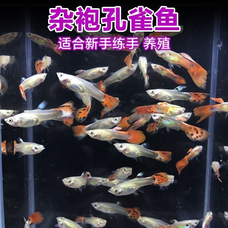 孔雀鱼活鱼观赏鱼纯种小型热带鱼活体淡水好养耐活鱼苗观赏鱼小鱼