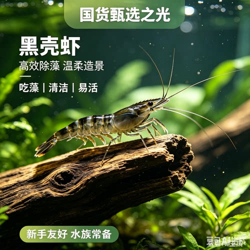 黑壳虾草缸除藻虾观赏虾活体饲料水草清洁米虾吃青苔绿藻鱼缸造景