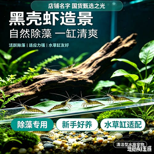 黑壳虾除藻虾活体宠物清洁水草虾饲料工具虾鱼缸小草缸造景观赏虾