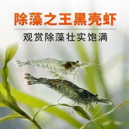 黑壳虾除藻虾特大黑壳虾大号广西黑壳虾广东活体黑壳虾工具虾