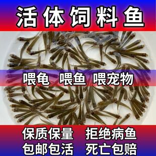 饲料鱼乌龟吃的小鱼苗喂乌龟饲料活鱼饵料喂斗鱼龟粮土鲮鱼麦穗鱼