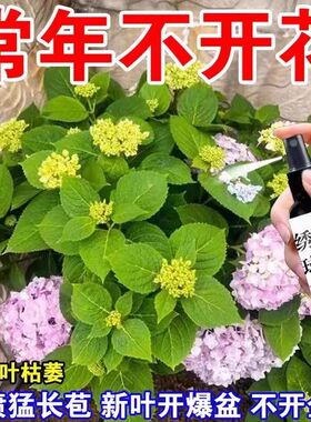 月月开花】斗球花专用营养液防闷根打蔫焦叶不开花延长花期新型肥