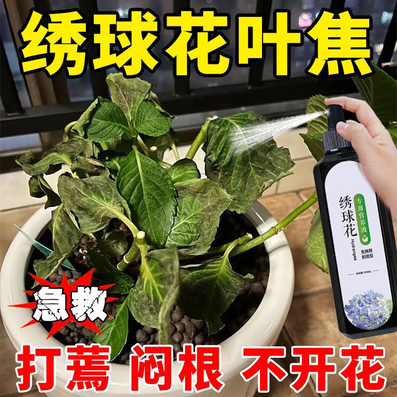 绣球花专用营养液调色花防黄