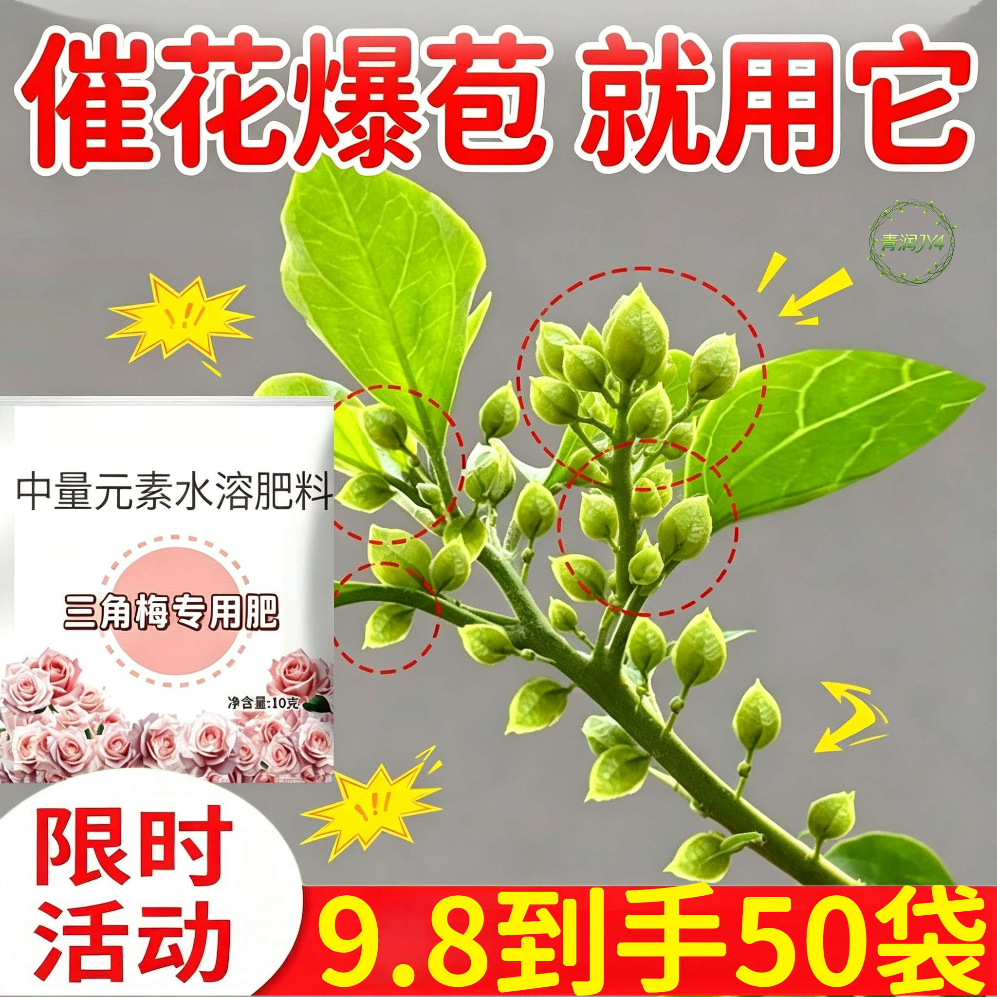 三角梅光杆芽转青素优选