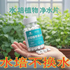 室内植物水培盆栽通用净水片肥料水培种子发芽生根促开花防霉片