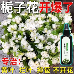 栀子花营养液催花增艳急救黄叶不落黄促花促苞家庭阳台庭院专用