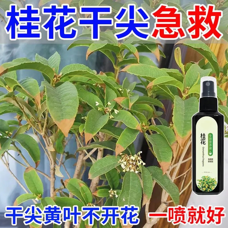 救活】桂花树专用营养液去干尖焦尖叶子发黄浇花花元素园艺营养液
