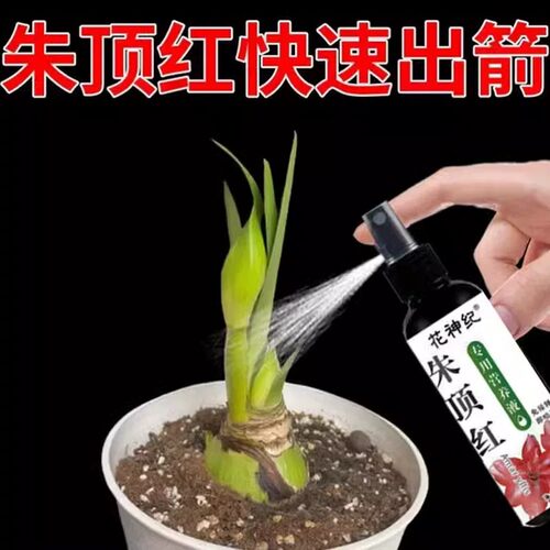 【爆出箭】朱顶红营养液促箭催花剂专用肥促生长延花期防黄叶烂球