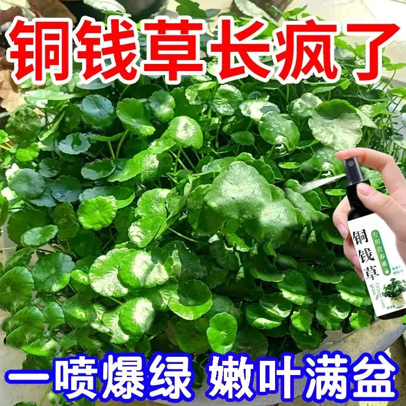 铜钱草通用肥营养液家用养花肥料盆栽通用土培水培钱币草金钱莲肥