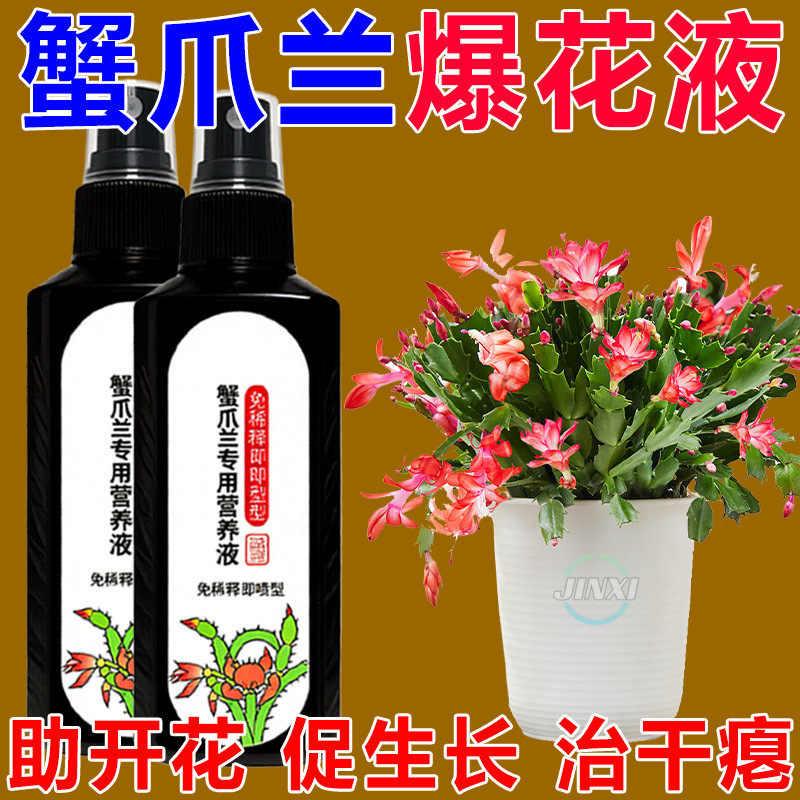 蟹爪兰急救营养液倒伏发黄
