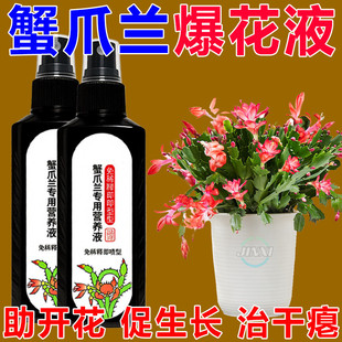 急救液】蟹爪兰营养液室内枯萎倒伏发黄懒人腐烂液体肥水培营养液