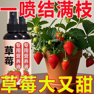 草莓专用免稀释营养液家用盆栽专治不结果坐果坐果期膨果增甜肥料
