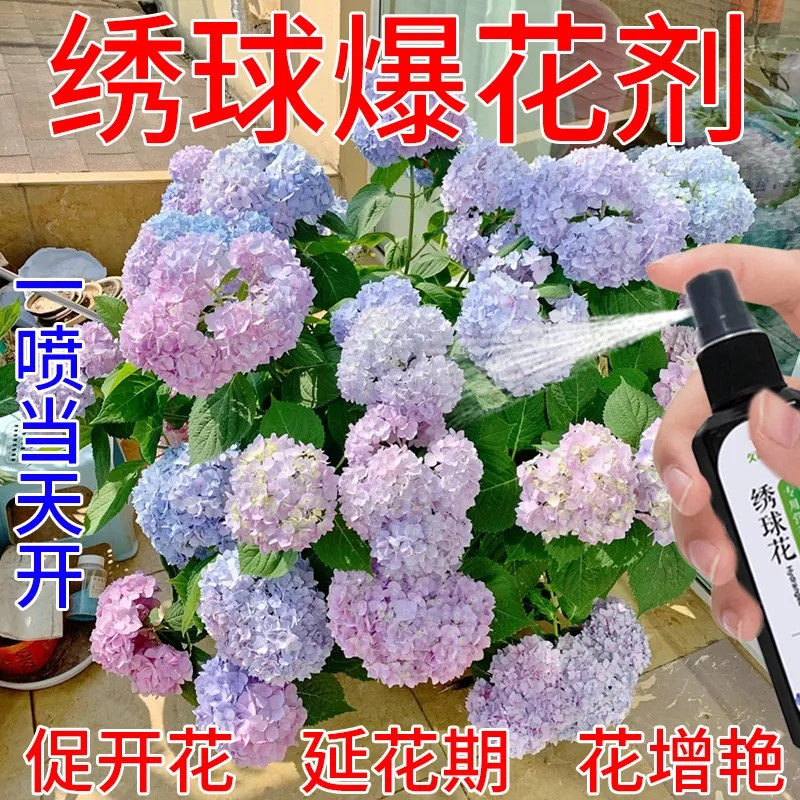 绣球花专用营养液防闷根开花