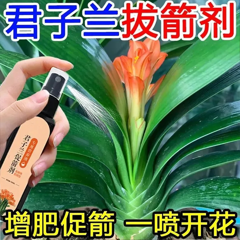 新店君子兰营养液专用肥急救叶子发黄烂根催花免稀释液体肥