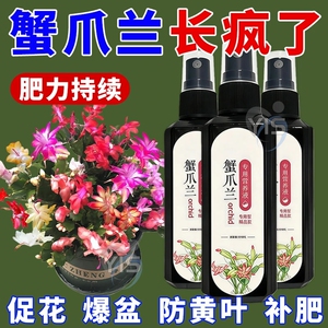 蟹爪兰营养液室内枯萎倒伏发黄