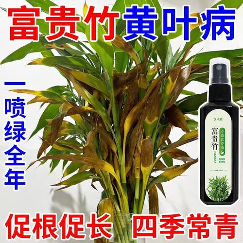 富贵竹营养液治黄叶促生根