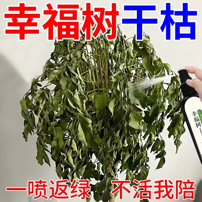 幸福树专用浓缩营养液室内盆栽发芽生根防黄叶落叶掉叶植物通用肥