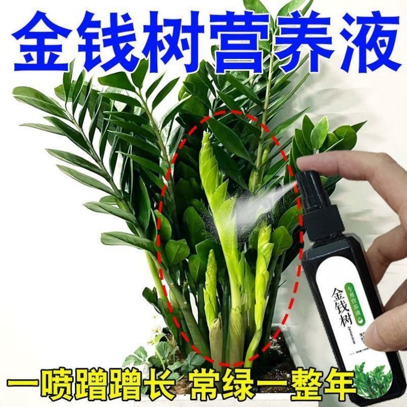 久市堂金钱树一喷绿营养液
